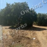 Plot in Polemi