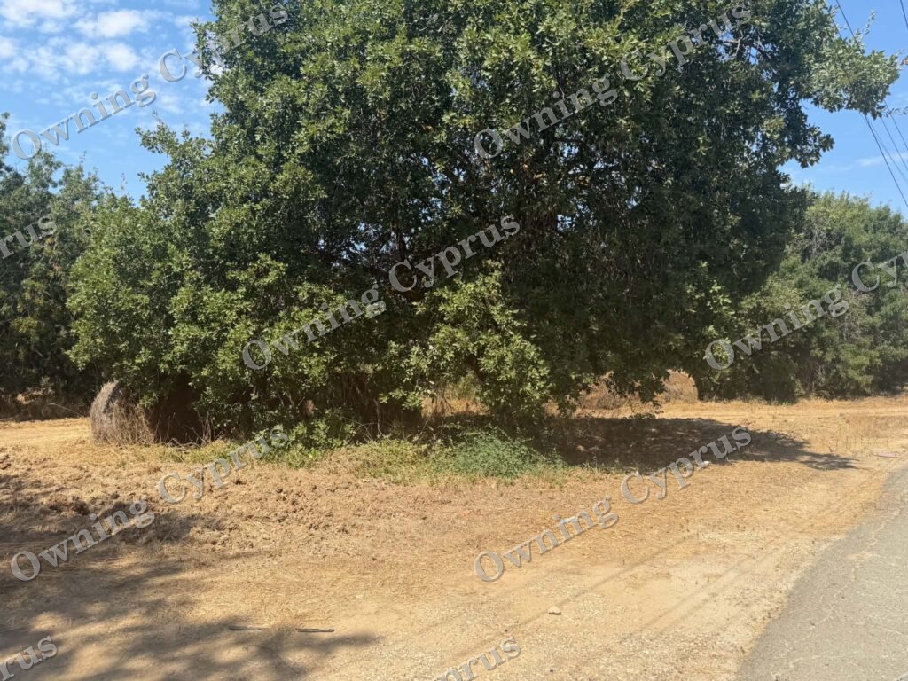 Plot in Polemi