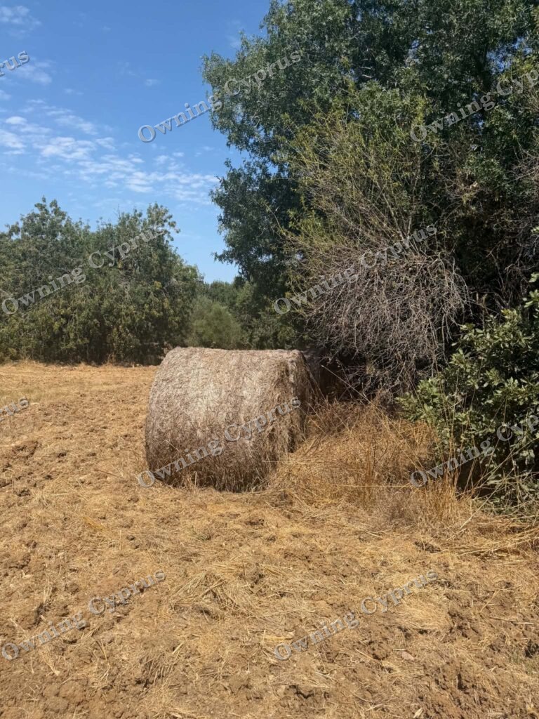 Plot in Polemi