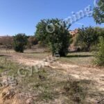 Field in Anavargos, Paphos