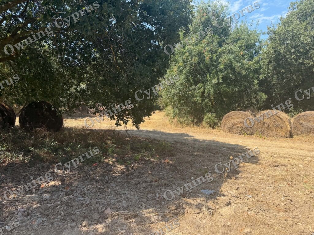 Plot in Polemi