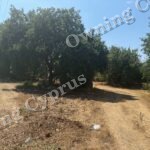 Plot in Polemi