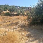 Plot in Peristerona