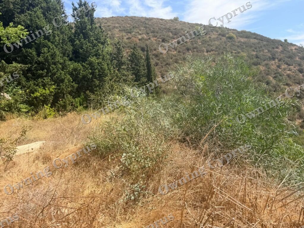 Plot in Tsada