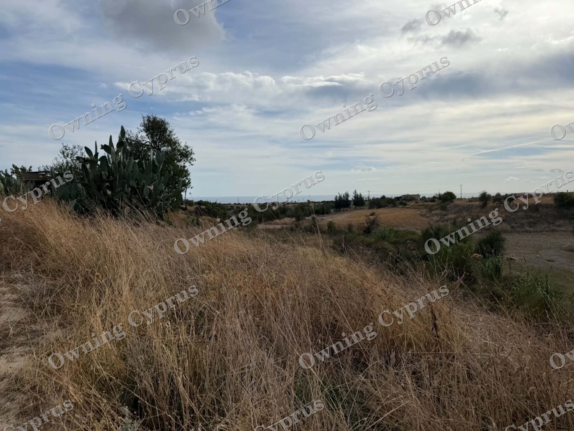Field in Anarita